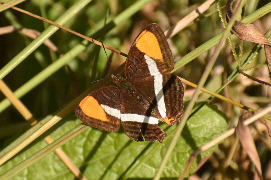 Adelpha syma