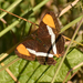 Adelpha syma - Photo (c) Ezequiel Racker, some rights reserved (CC BY), uploaded by Ezequiel Racker