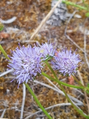 Jasione maritima