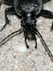Carabus rugosus celtibericus