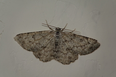 Charissa glaucinaria