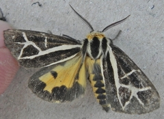 Apantesis figurata