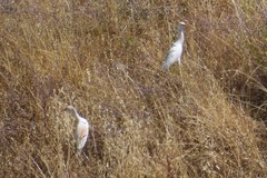 Bubulcus ibis