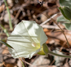 Calystegia malacophylla pedicellata