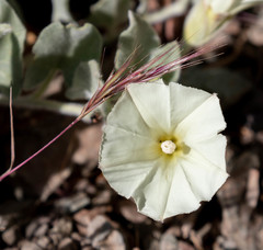 Calystegia malacophylla pedicellata