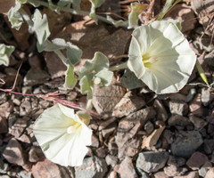 Calystegia malacophylla pedicellata