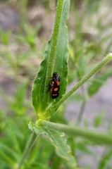 Cercopis intermedia