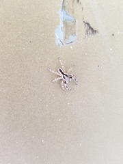 Menemerus bivittatus