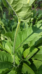 Parthenium auriculatum