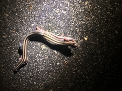 Ophisaurus attenuatus