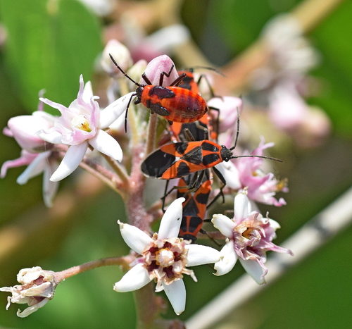 Tropidothorax leucopterus photo 3