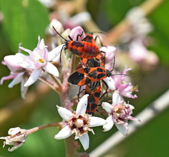 Tropidothorax leucopterus