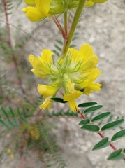 Astragalus alopecuroides