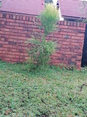Euphorbia tirucalli