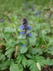 Ajuga reptans