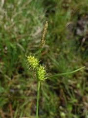 Carex lepidocarpa