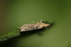 Ancylosis cinnamomella