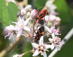 Tropidothorax leucopterus