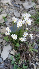 Androsace obtusifolia