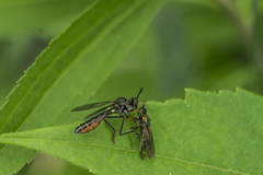 Dioctria rufipes