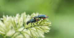 Clanoptilus geniculatus