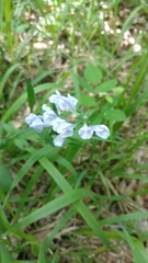 Scutellaria integrifolia