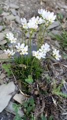 Androsace obtusifolia