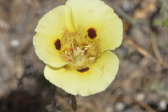 Calochortus superbus