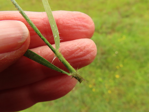 California oatgrass foliage