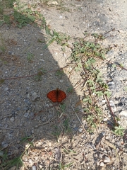 Argynnis niobe