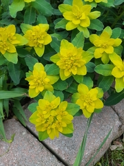 Euphorbia epithymoides