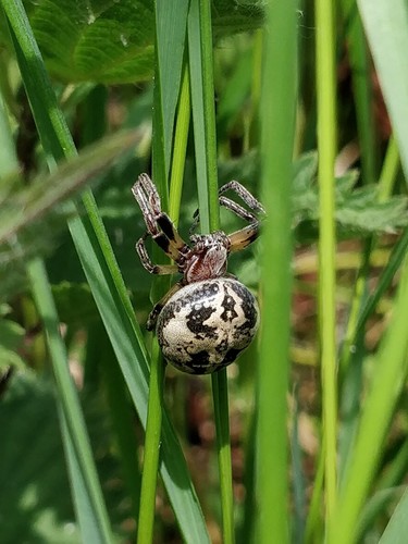 Furrow Orbweaver, Botlek, Rotterdam, Nederland, photo 10 of 10