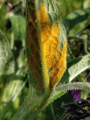 Pucciniastrum symphyti