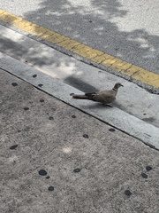 Streptopelia decaocto