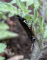 Xiphydria maculata