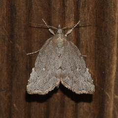 Cutina albopunctella
