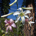 Lilium washingtonianum purpurascens - Photo (c) 102976526310356032179, μερικά δικαιώματα διατηρούνται (CC BY-NC-SA), uploaded by Belinda Lo