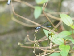 Bayadera brevicauda