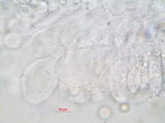 Pluteus brunneidiscus