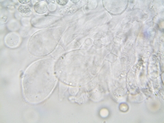 Pluteus brunneidiscus