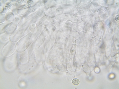 Pluteus brunneidiscus