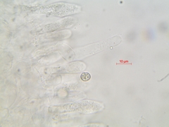 Pluteus brunneidiscus