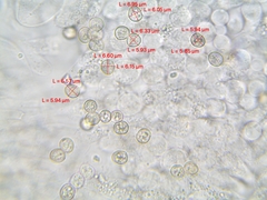 Pluteus brunneidiscus