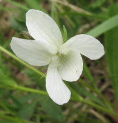 Viola accrescens