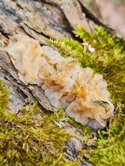 Exidia thuretiana