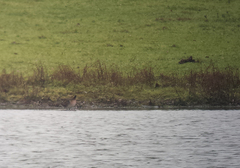 Sibirionetta formosa