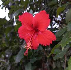 Hibiscus rosa-sinensis