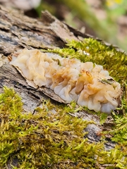 Exidia thuretiana