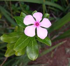 Catharanthus roseus