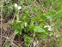 Viola accrescens